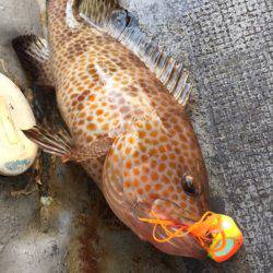 第二 海洋丸 釣果