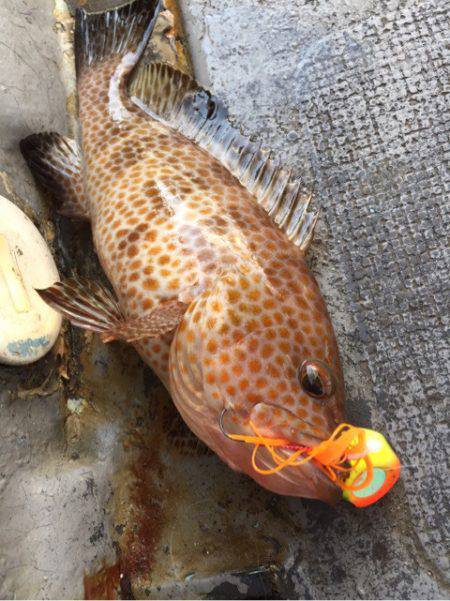 第二 海洋丸 釣果