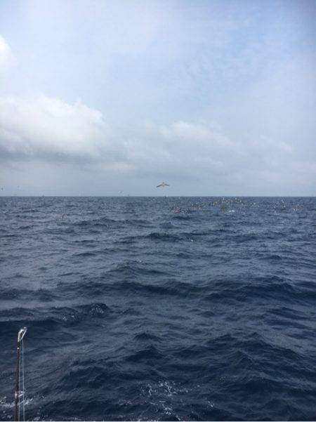 海楽隊 華栞丸 釣果