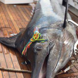 末広丸(熊本) 釣果