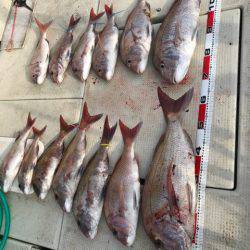 遊漁船メテオ 釣果