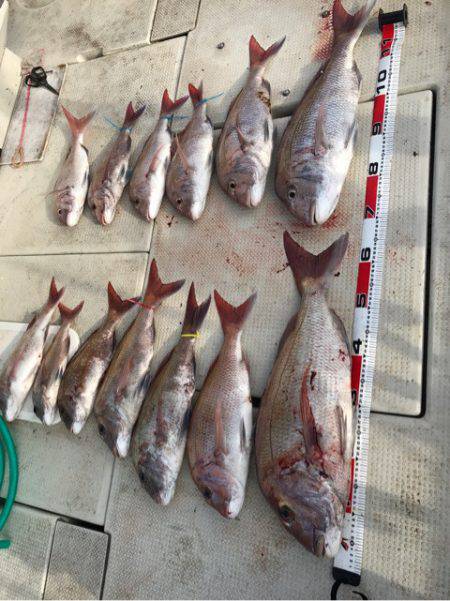 遊漁船メテオ 釣果