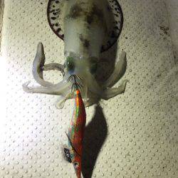 Monster Rush! 釣果