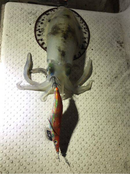 Monster Rush! 釣果