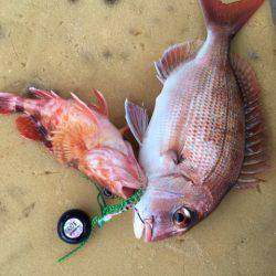 末広丸(熊本) 釣果