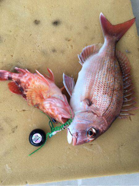 末広丸(熊本) 釣果