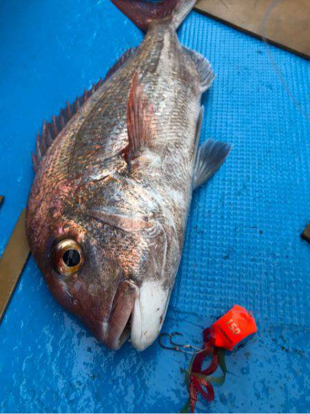 太平丸 釣果