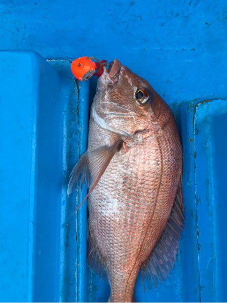 太平丸 釣果