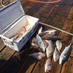 釣り堀水宝 釣果