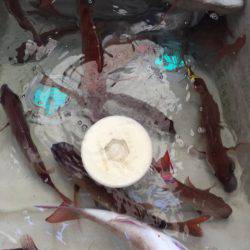 末広丸(熊本) 釣果