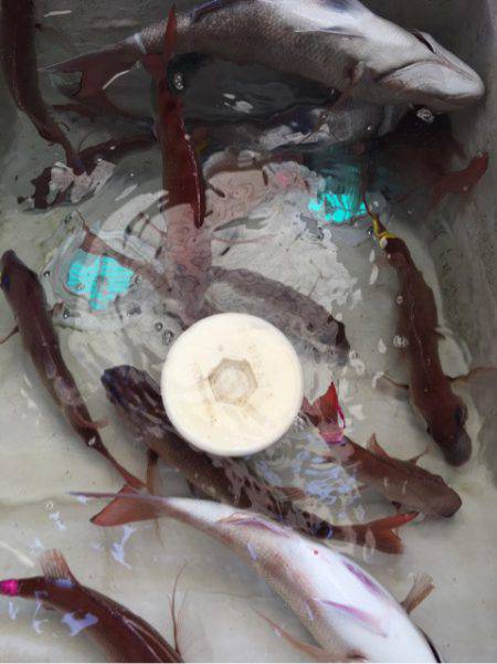 末広丸(熊本) 釣果