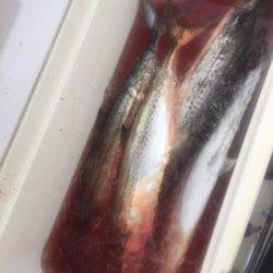 「LaGooN」蒼陽丸 日和号 釣果