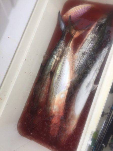 「LaGooN」蒼陽丸 日和号 釣果