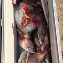 遊漁船メテオ 釣果