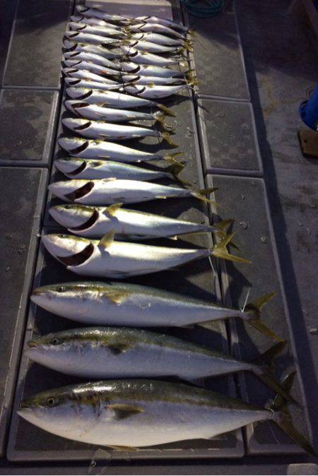 SeaRide(シーライド) 釣果