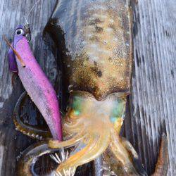 渡船屋たにぐち 釣果