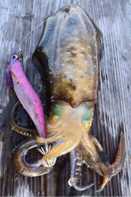 渡船屋たにぐち 釣果