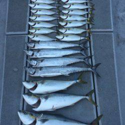 SeaRide(シーライド) 釣果