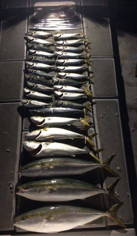 SeaRide(シーライド) 釣果