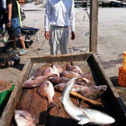 釣り堀水宝 釣果