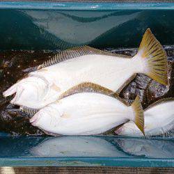 小樽港遊漁船ＳＨＡＫＥ 釣果