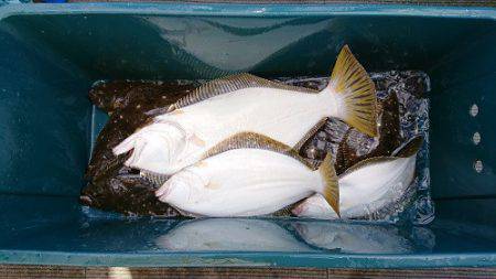 小樽港遊漁船ＳＨＡＫＥ 釣果