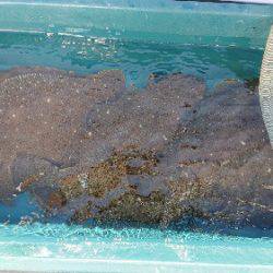 小樽港遊漁船SHAKE 釣果