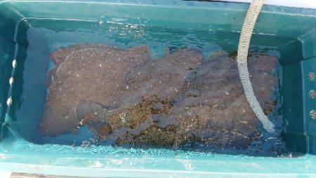 小樽港遊漁船SHAKE 釣果