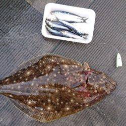 小樽港遊漁船SHAKE 釣果