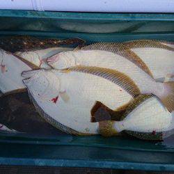 小樽港遊漁船SHAKE 釣果