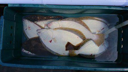 小樽港遊漁船SHAKE 釣果