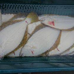 小樽港遊漁船SHAKE 釣果