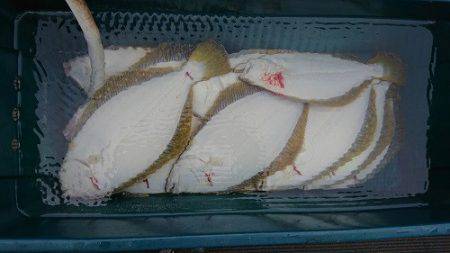 小樽港遊漁船SHAKE 釣果