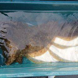 小樽港遊漁船SHAKE 釣果