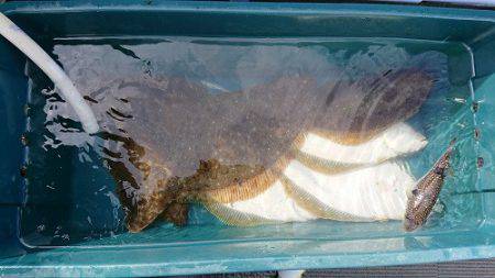 小樽港遊漁船ＳＨＡＫＥ 釣果