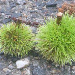 平谷湖フィッシングスポット 釣果