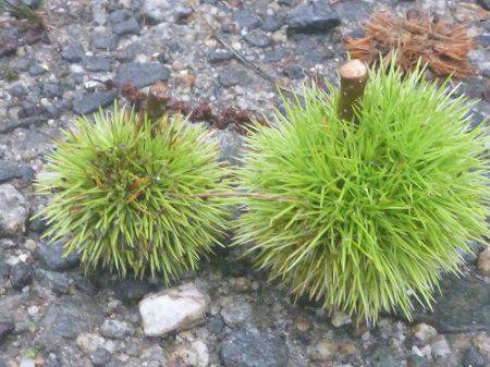 平谷湖フィッシングスポット 釣果