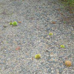 平谷湖フィッシングスポット 釣果