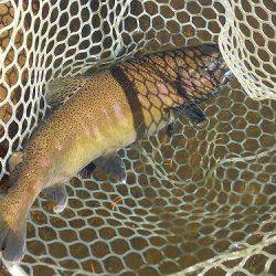 平谷湖フィッシングスポット 釣果