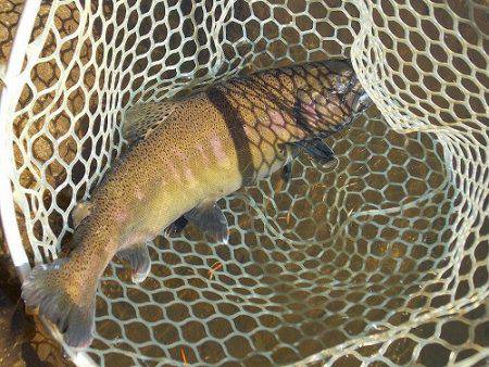 平谷湖フィッシングスポット 釣果