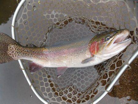 平谷湖フィッシングスポット 釣果