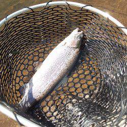 平谷湖フィッシングスポット 釣果