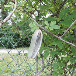 平谷湖フィッシングスポット 釣果