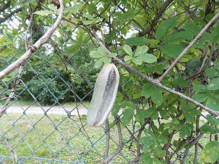 平谷湖フィッシングスポット 釣果