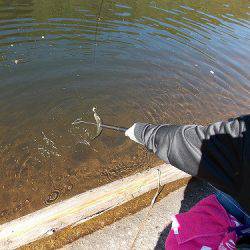 平谷湖フィッシングスポット 釣果