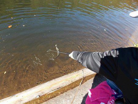 平谷湖フィッシングスポット 釣果