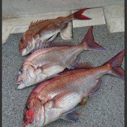 ARCADIAⅡ （アルカディアⅡ） 釣果