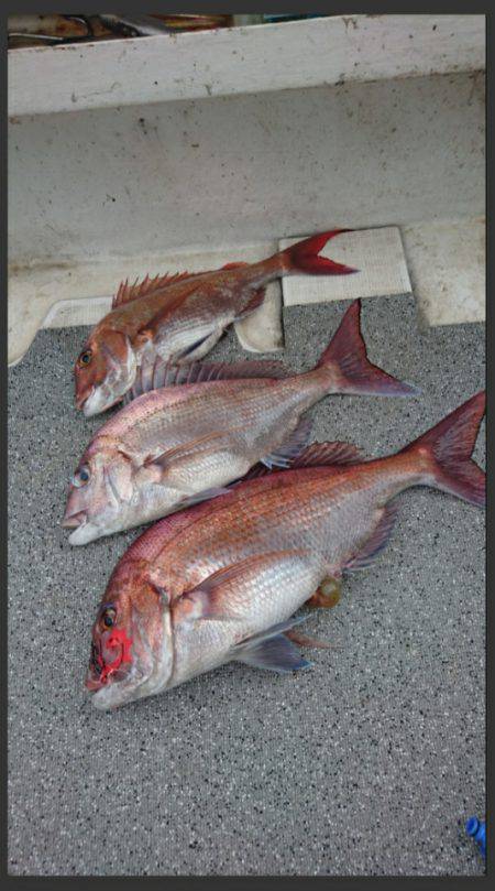 ARCADIAⅡ （アルカディアⅡ） 釣果