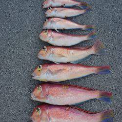 ARCADIAⅡ （アルカディアⅡ） 釣果