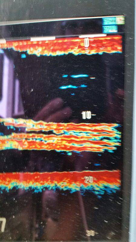 金沢八景鴨下丸 釣果